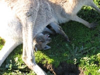 Kangaroo and Joey - close-up