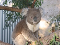 Koala - close-up
