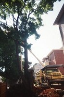 After a limb fell on the neighbor's car we decided to have the tree removed...