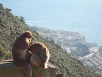 Monkey love on Gibraltar